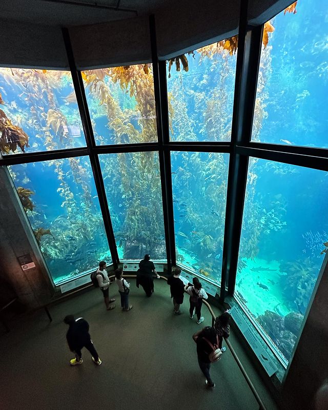 Monterey Bay Aquarium-1